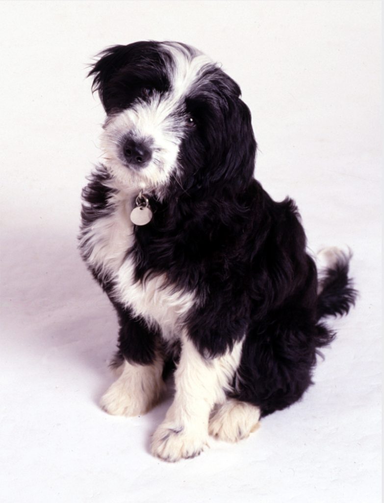black and white puppy sitting